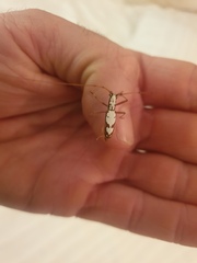 Olenecamptus albidus