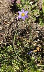 Romulea bulbocodium