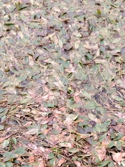 Potamogeton polygonifolius