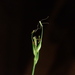 Carex flaccida - Photo (c) annabelc, algunos derechos reservados (CC BY-NC), subido por annabelc