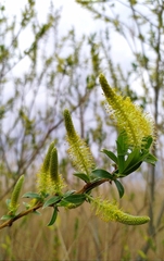 Salix triandra