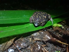 Hemisus guttatus