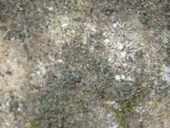 Camponotus lateralis