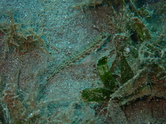Vanderhorstia ornatissima