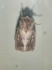 Orthosia garmani