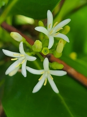 Erithalis fruticosa