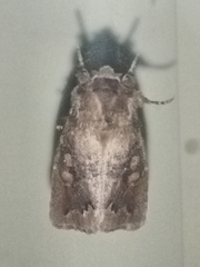 Orthosia garmani