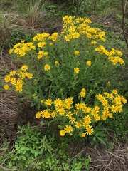 Senecio selloi