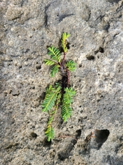 Euphorbia mesembryanthemifolia