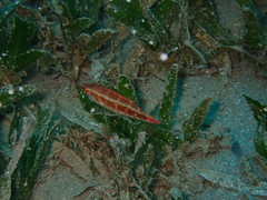 Oxycheilinus mentalis