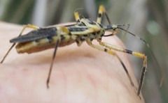 Zelus armillatus