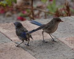 Malurus splendens splendens