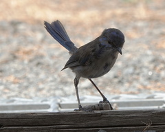 Malurus splendens splendens