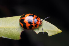 Paropsisterna octomaculata