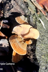 Stereum subtomentosum