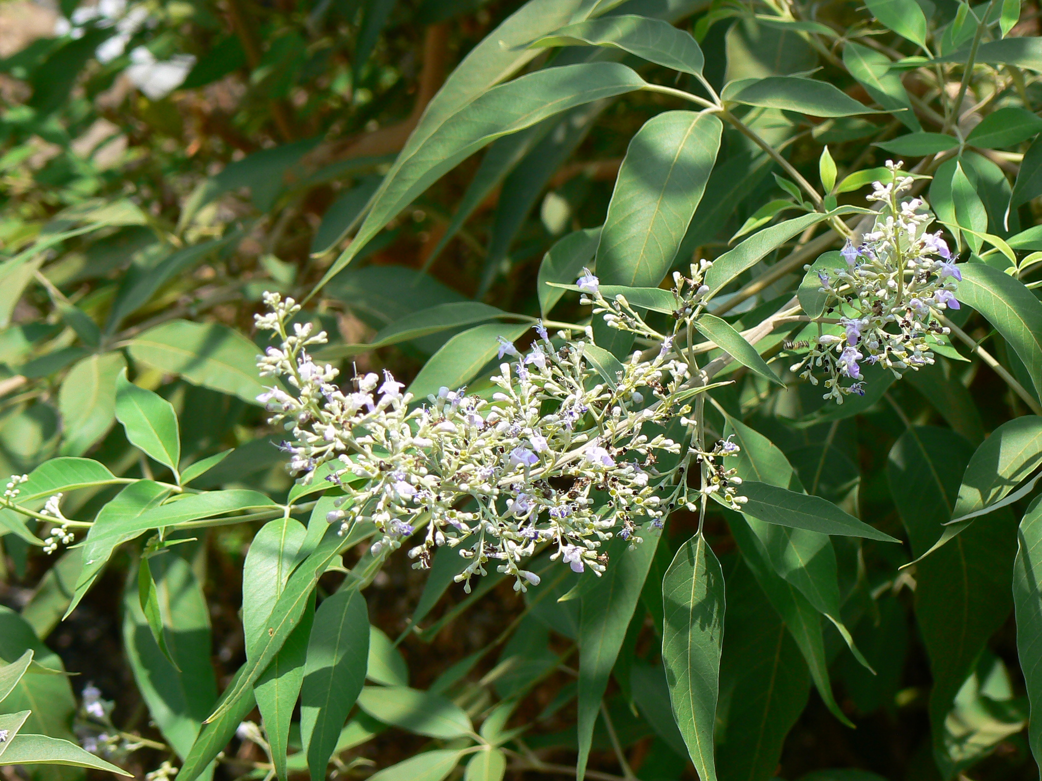 Vitex negundo L.