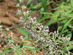 Vitex negundo
