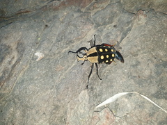 Mecynorhina passerinii