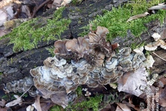 Auricularia mesenterica