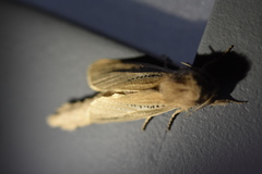 Phragmataecia castaneae