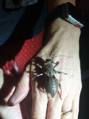 Enyaliopsis