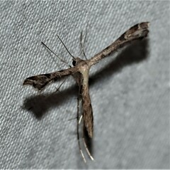 Stenoptilodes taprobanes