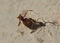 Solenopsis