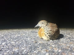 Turnix sylvaticus