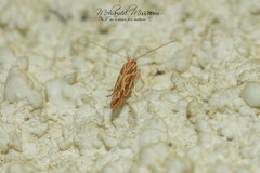 Pyroderces argyrogrammos