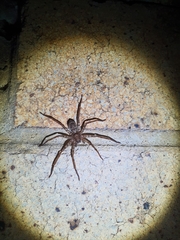 Heteropoda jugulans