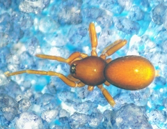 Pelicinus