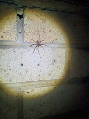 Heteropoda jugulans