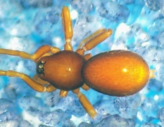 Pelicinus