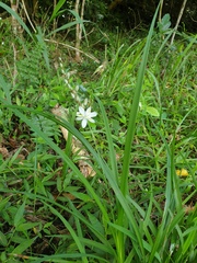 Chlorophytum saundersiae