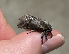 Elhamma australasiae