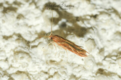 Pyroderces argyrogrammos