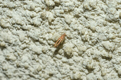 Pyroderces argyrogrammos