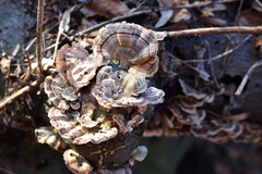 Trametes versicolor