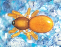 Opopaea