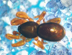 Opopaea