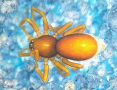 Pelicinus