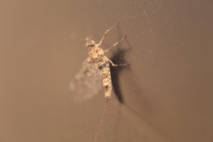 Callibaetis pictus