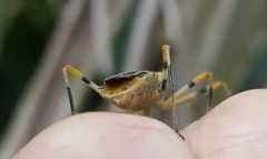 Zelus armillatus