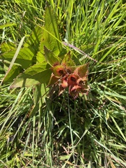 Acalypha
