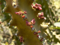Euphorbia neriifolia