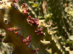 Euphorbia neriifolia