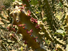 Euphorbia neriifolia