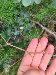 Asparagus buchananii