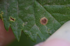 Blumeriella