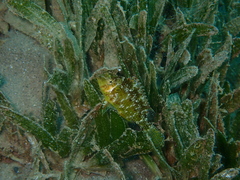 Pteragogus trispilus